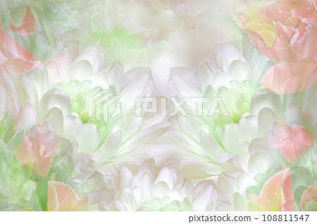Chrysanthemums flowers on white background. Closeup. Floral spring background. Nature. Chrysanthemums flowers on white background. Closeup. Floral spring background. Nature. 108811547
