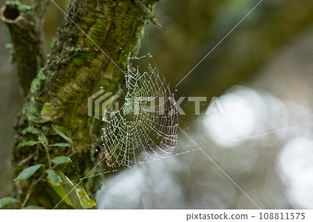 Nature's Intricate Architecture: A Spider Web Adorned with Dew Drops, Suspended from a Majestic Tree Branch 108811575