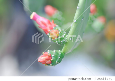 Opuntia cochenillifera, Opuntia or cactus or Opuntia flower 108811779