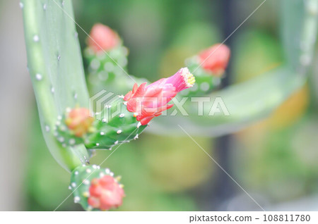 Opuntia cochenillifera, Opuntia or cactus or Opuntia flower Opuntia cochenillifera, Opuntia or cactus or Opuntia flower 108811780