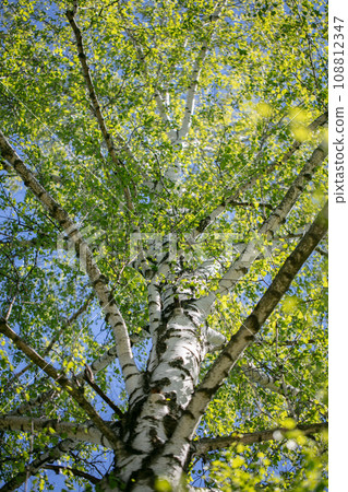 Background of a vertical white birch in spring with young leaves, photographed from below. 108812347