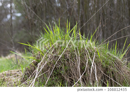 Background of a small mound covered with green grass. 108812435