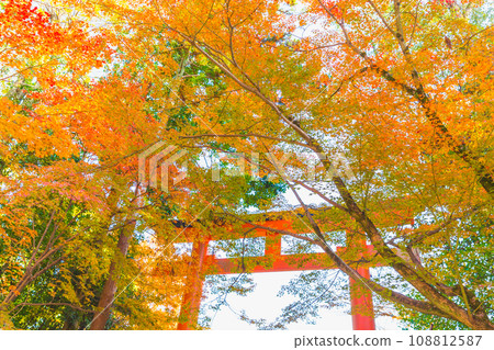 Beautiful red yellow colorful autumn maple tree leaves in november fall season travel landmark in Japan Kyoto Kansei area 108812587