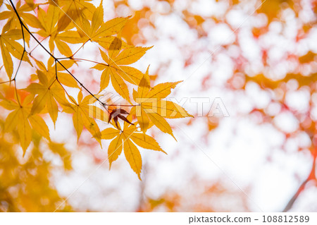 Beautiful red maple leaf autumn season travel landmark destination in Kyoto Japan november. Beautiful red maple leaf autumn season travel landmark destination in Kyoto Japan november. 108812589