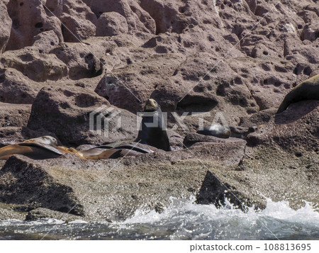 California Sea lion colony relaxing on the rocks California Sea lion colony relaxing on the rocks 108813695