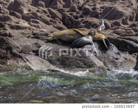 California Sea lion breeding a puppy on on the rocks 108813697