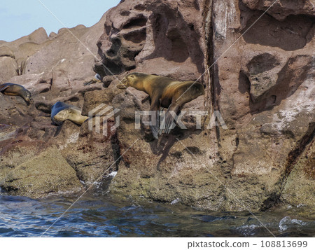 California Sea lion colony relaxing on the rocks 108813699