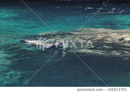 California Sea lion swimming near the rocks 108813701
