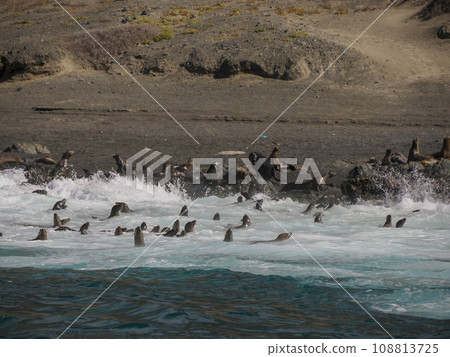 California Sea lion colony relaxing on the rocks in front of Pacific Ocean of Santa Margherita island in Baja California Sur, Mexico 108813725