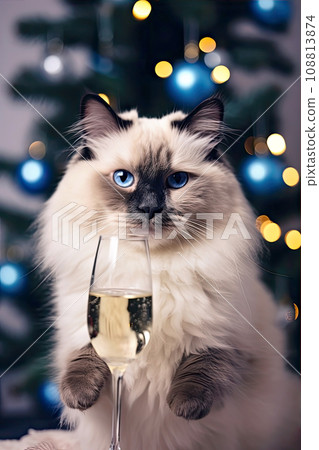 Fluffy cat next to a glass of champagne on the background of Christmas decorations. Cute Ragdoll cat with cozy Christmas lights on background. 108813874