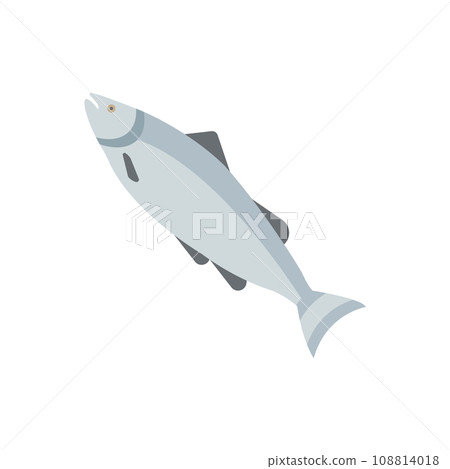 Atlantic Salmon Illustration 108814018
