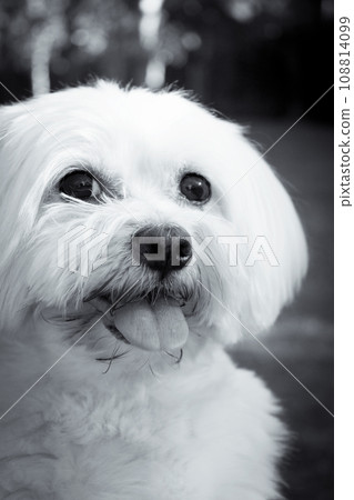 White maltese bichon on the grass outdoors 108814099