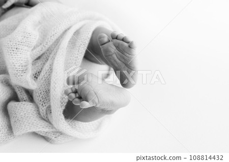 The tiny foot of a newborn baby. Soft feet of a new born in a wool blanket. Close up of toes, heels and feet of a newborn. Macro photography. Black and white  108814432