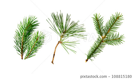 Set of coniferous twigs isolated on white 108815180