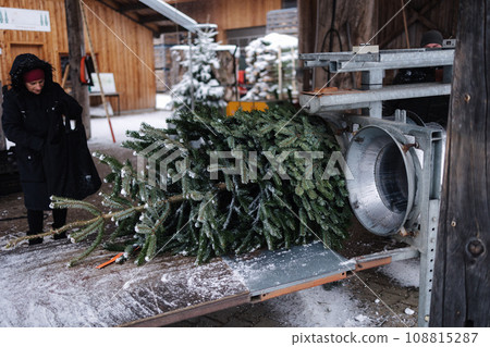 Females looks at the process of packing Christmas tree Females looks at the process of packing Christmas tree 108815287