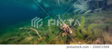 Underwater Scene in a lake. British Columbia, Canada 108815998