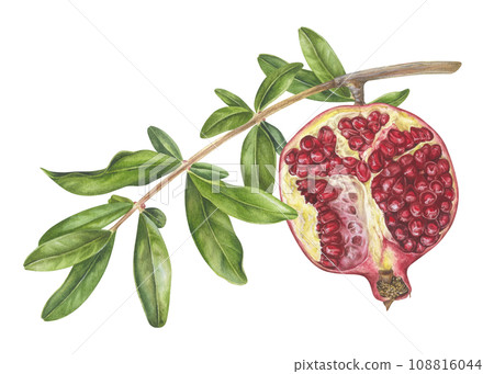Pomegranate Branch with leaves. Watercolor botanical illustration of red Fruit half on a tree. Hand drawn clip art on isolated white background. Painting of ripe sweet food for prints 108816044