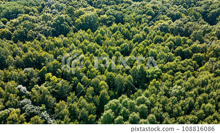 Beautiful dense forest, top view. The tops of a variety of trees. Beautiful dense forest, top view. The tops of a variety of trees. 108816086