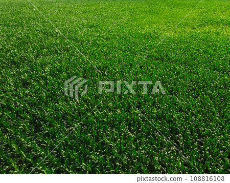 Extensive corn fields, top view. Green farm fields, landscape. 108816108