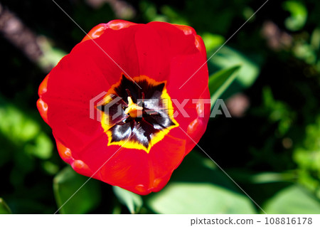 A close-up photo of a red tulip with a black and yellow center. 108816178