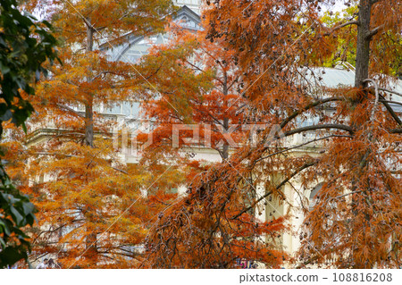 Autumn. Fall. Autumn landscape and colors. Forest route. Orange color tree, red brown maple leaves in autumn city park. Beautiful orange and yellow leaves. Palacio de Cristal. Madrid. El Retiro Park. Autumn. Fall. Autumn landscape and colors. Forest route. Orange color tree, red brown maple leaves in autumn city park. Beautiful orange and yellow leaves. Palacio de Cristal. Madrid. El Retiro Park. 108816208