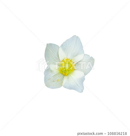 A close-up photo of a white flower with a yellow center. 108816218