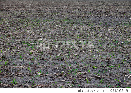 A field with small plants growing in rows, indicating an agricultural setting. View of the field after the corn crop has been harvested. Background. A field with small plants growing in rows, indicating an agricultural setting. View of the field after the corn crop has been harvested. Background. 108816249