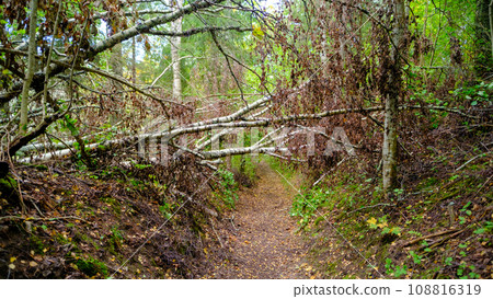 Fallen birch tree over road after windy weather. A small footpath. Fallen birch tree over road after windy weather. A small footpath. 108816319