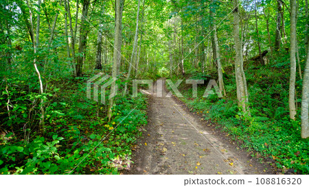 Country gravel road alley through the forest. Picturesque landscape. Pure nature. Concepts of art, hope, heaven, loneliness, wilderness Country gravel road alley through the forest. Picturesque landscape. Pure nature. Concepts of art, hope, heaven, loneliness, wilderness 108816320