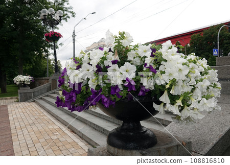 Kiev, Ukraine July 13, 2021: A flower bed in the park of the city of Kiev Kiev, Ukraine July 13, 2021: A flower bed in the park of the city of Kiev 108816810