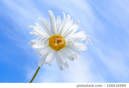 White camomile in blue sky close-up 108816999