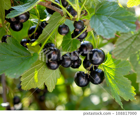 Currant branch close-up. 108817000