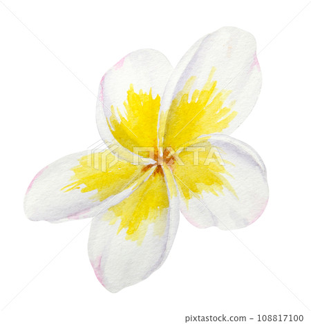 White frangipani illustration. Watercolor hand drawn clip art of exotic flower plumeria. Tropical painting for wedding invitations, spa and massage salon prints, cosmetic packing, travel guides White frangipani illustration. Watercolor hand drawn clip art of exotic flower plumeria. Tropical painting for wedding invitations, spa and massage salon prints, cosmetic packing, travel guides 108817100