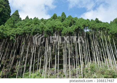 京都市北區中川北山杉 京都市北區中川北山杉 108817487
