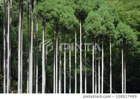 Kitayama Cedar Nakagawa, Kita Ward, Kyoto City 108817489