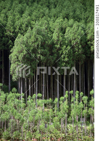 京都市北區中川北山杉 京都市北區中川北山杉 108817491