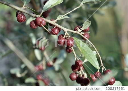 赤城的果實 108817661