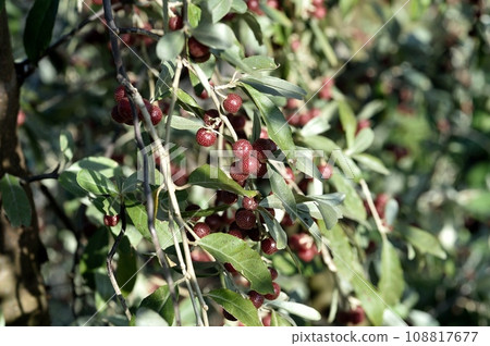 Akagimi's fruit 108817677