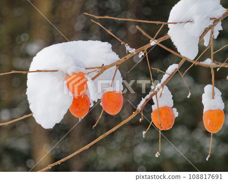 被雪覆蓋的柿子 108817691