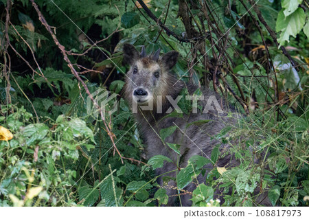 A Japanese serow I met in the forest A Japanese serow I met in the forest 108817973
