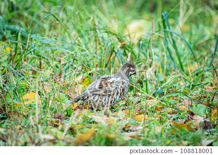 Autumn grouse in Hokkaido in November Autumn grouse in Hokkaido in November 108818001