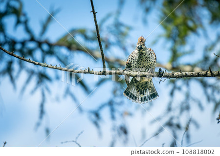Autumn grouse in Hokkaido in November Autumn grouse in Hokkaido in November 108818002