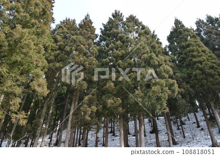 Sugi forest snow scene Yamagata prefecture Sugi forest snow scene Yamagata prefecture 108818051