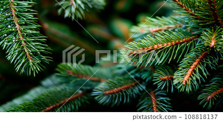 A close up view of a Christmas fir tree frond or a green pine tree branch with snow on black background. 108818137