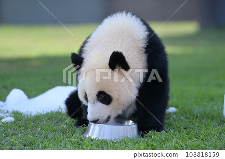 Yuhama's milk time 108818159