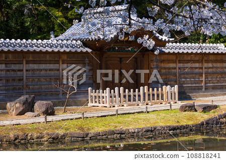 東京之春：小石川後樂園的櫻花與唐門 108818241