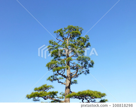 A Japanese image! Beautiful photo of the green well-kept black pine and blue sky 108818298