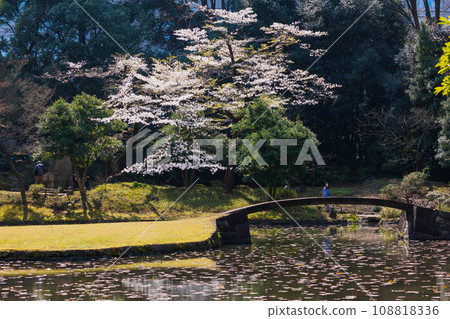 東京的春天:小石川後樂園的櫻花 東京的春天:小石川後樂園的櫻花 108818336