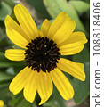 Beautiful Yellow Flower 108818406