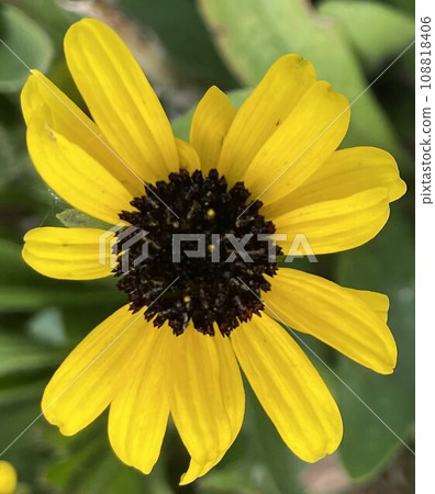 Beautiful Yellow Flower Beautiful Yellow Flower 108818406